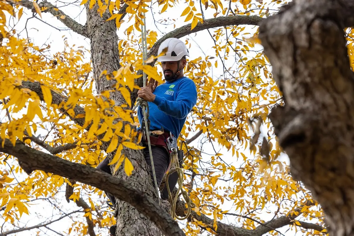Skilled Tree Planing crew working in Fort Wayne
